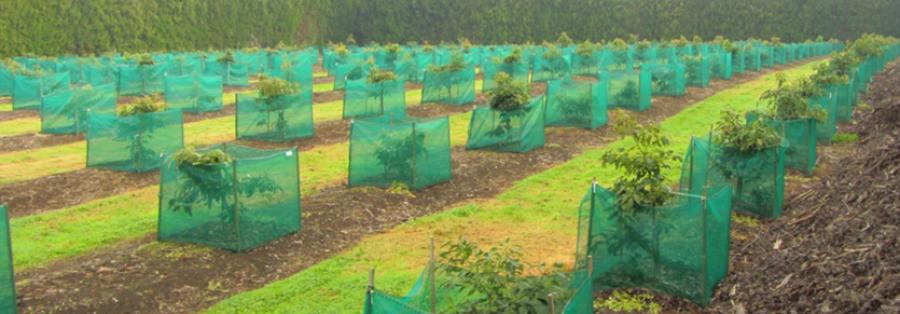 NZ Avocado orchardists plant up