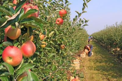 &quot;New Zealand still on track for a bumper apple season&quot;