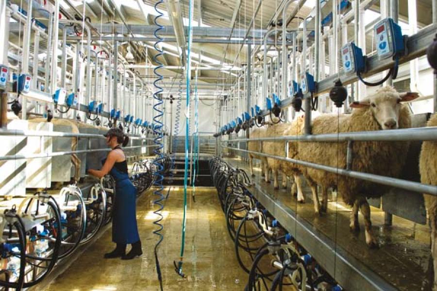 Benefits of sheep milk to be tested in ground-breaking trial