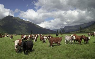 Low-fat, high-protein beef from grass-fed New Zealand cattle is becoming increasingly popular in health-conscious Japan.