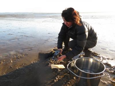 Studying the microplastics pollution of Auckland beaches
