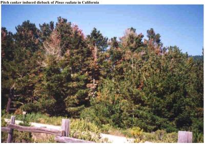 Pinus Radiata Monoculture Infestation Ignored in New Zealand