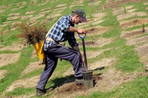 Air New Zealand and Government scope new afforestation fund