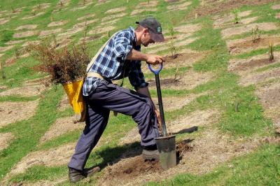 Air New Zealand and Government scope new afforestation fund