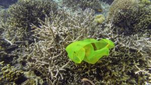 Scientists have found the crustacean Orchestia gammarellus can tear a single plastic bag into 1.75 million different pieces of microplastic