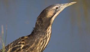The Australasian Bittern, or Matuku