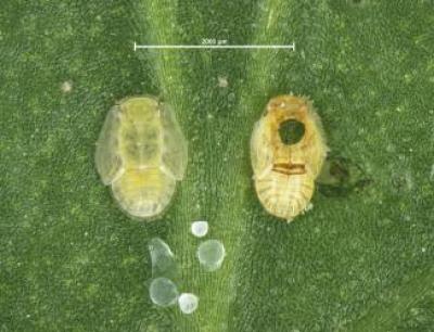 TPP parasitised v healthy comparison with scale_04.jpg - A healthy TPP nymph alongside a parasitized nymph (showing exit hole).