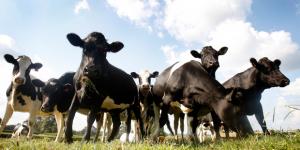 AgResearch has been collecting data using technology that digitally tracks the movements and behaviour of cows.