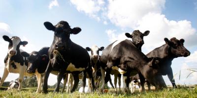 AgResearch has been collecting data using technology that digitally tracks the movements and behaviour of cows.