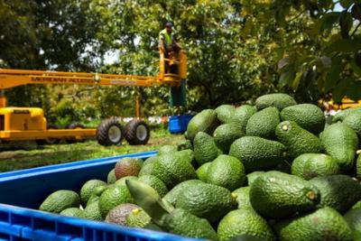 Seeka&#039;s avocado harvest has started