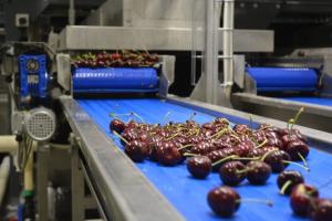 NZ cherries head to Europe for Christmas