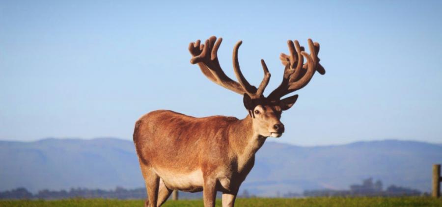 Deer velvet joint venture aims for a “world-first”
