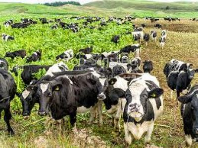 OECD: NZ must tackle cow emissions