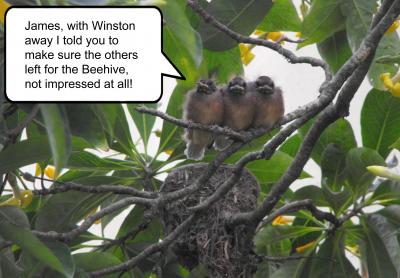 Why did Labour give National the tools it wanted to frustrate legislative progress?