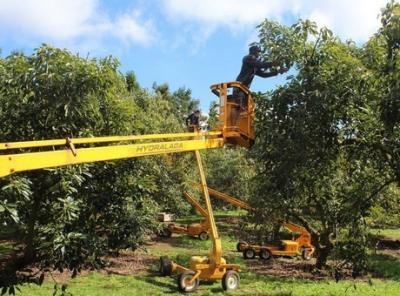 Avocado warfare in New Zealand: Electric fences and armed patrols