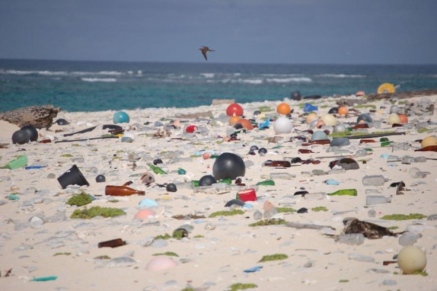 Henderson Island Breaks the World Record for Plastic Pollution