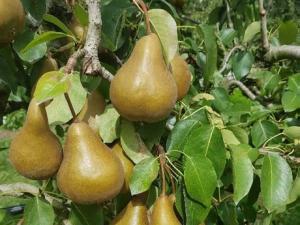 Key investments leads to greater quality for a Greytown pear grower