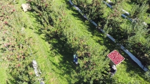 The Fruit Production Course is a