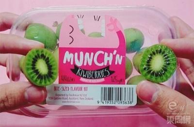 NZ Munch&#039;n™ Kiwiberry harvest under way!