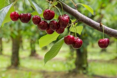 NZ: Torrential rain damages Teviot Valley fruit
