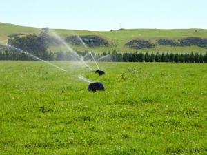 Greenpeace petition misrepresents irrigation facts say IrrigationNZ