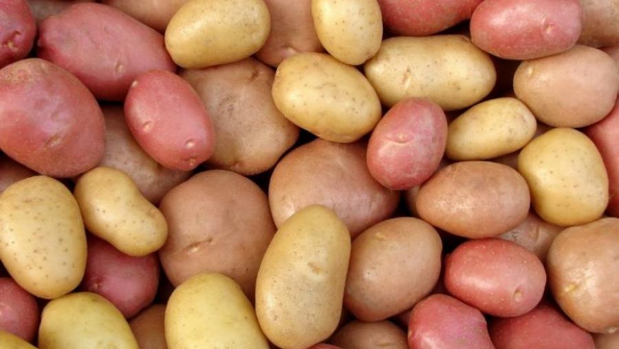 Food Standards Approval Ignores Possible Dangers Of GE Potatoes.