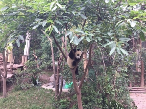 Pandas ... just one of the many