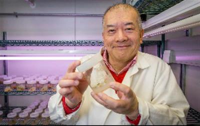 NZ professor fights deforestation with 3D bioprinted synthetic wood