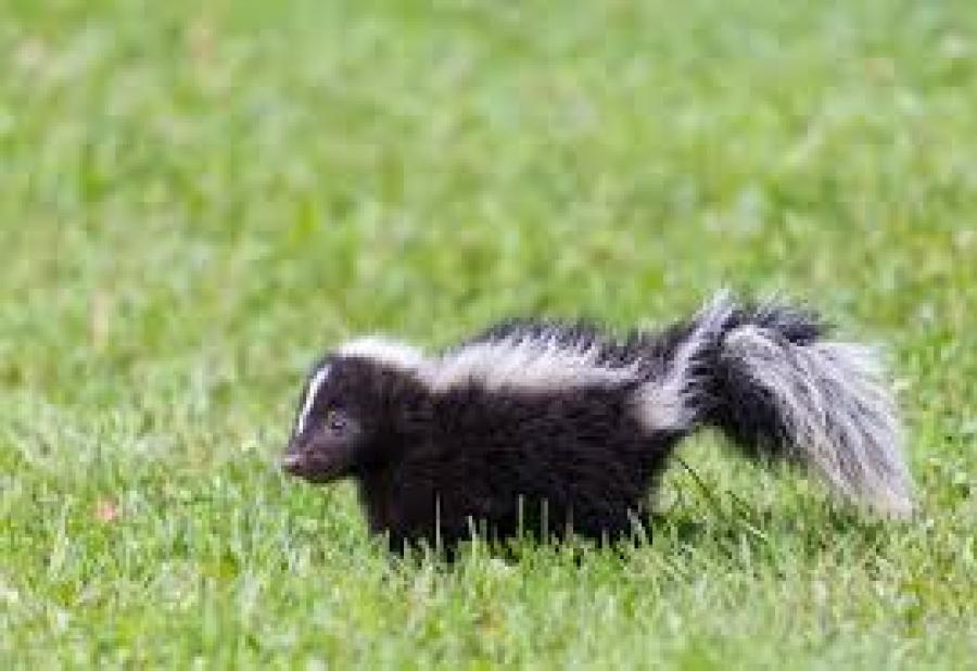 Don&#039;t panic over new health &amp; safety law