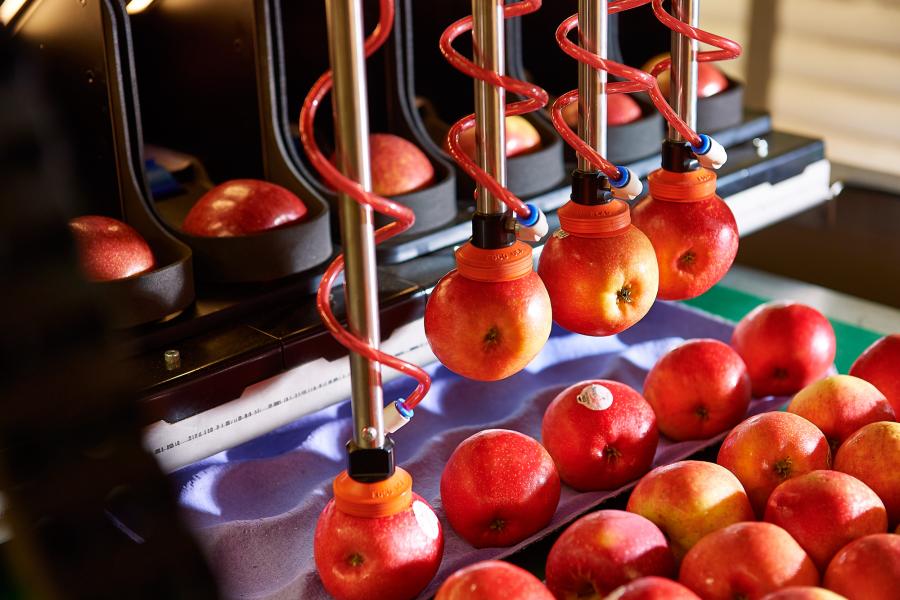 Robotics Plus signs global deal for robotic apple packers