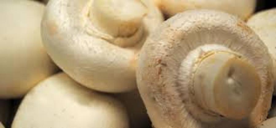 Demand for local mushrooms on the rise over winter