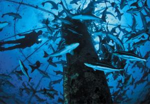 New National Environmental Standard for marine aquaculture proposed