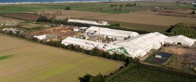 Juken’s Matawhero Mill in Gisborne processes Radiata Pine from the company’s East Coast Forests.