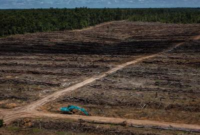 Landcover deforestation and oil palm plantation development