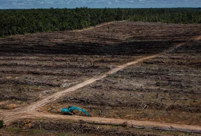  Landcover deforestation and oil palm plantation development 