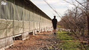 Sustainable Free Range Organic F