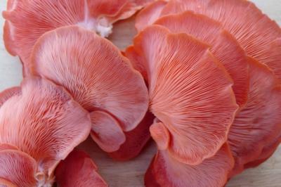 Pink Oyster Mushrooms