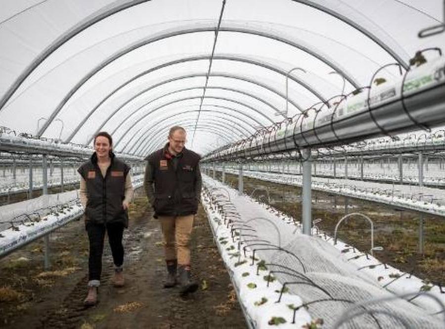Catherine and Cam Lewis walk through their new strawberry tunnels