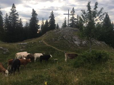 Jura Interlude with Gruyere and the Evolènes, Simmenthal, Ratisches, &amp; Hérens
