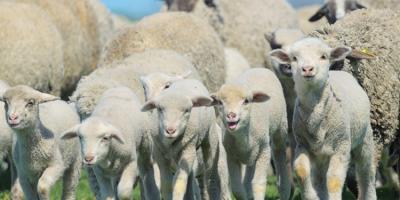Free range sheep breeding potential joint ventures