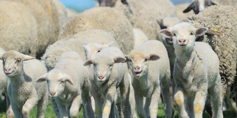 Free range sheep breeding potential joint ventures
