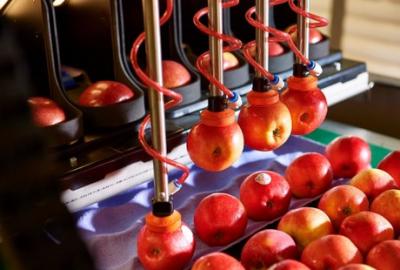 Hi-tech automated robotic apple packer launched