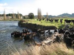 NZ dairy expansion will hit limits as environmental impact grows, must chase value, Guy says