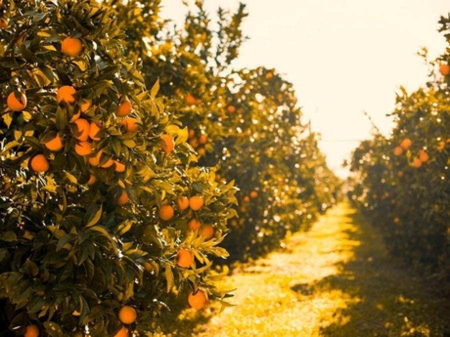 New Zealand satsuma mandarin season off to a good start