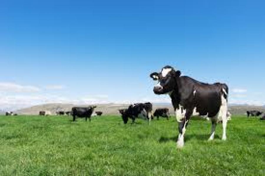 UN Scaremongering Opens NZ Farm Sales to Foreigners