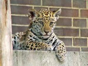 Logistics firms sign up to combat illegal wildlife trade