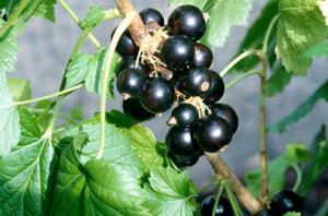 New Zealand blackcurrants support an active lifestyle
