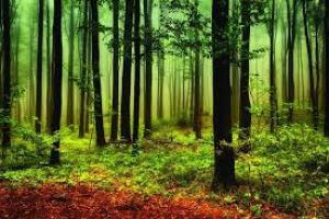 Foreign Direct Investment in New Zealand: Trends and Insights into OIO decision summaries