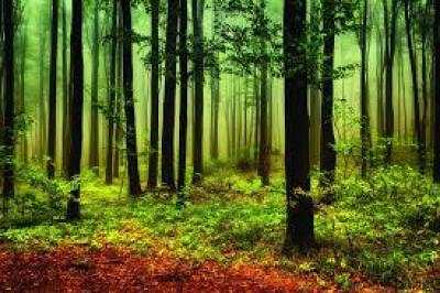 Foreign Direct Investment in New Zealand: Trends and Insights into OIO decision summaries