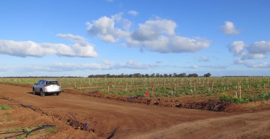 One of our research blocks is planted at a new 2,500-hectare commercial almond orchard in New South Wales.